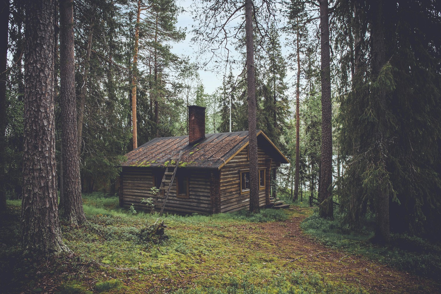 A small timber cabin surrounded by tall trees